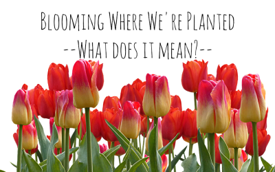 Blooming Where We’re Planted – What Does It Mean?