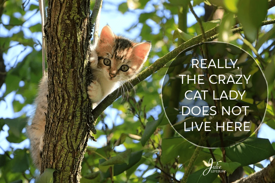 Really, The Crazy Cat Lady Does Not Live Here