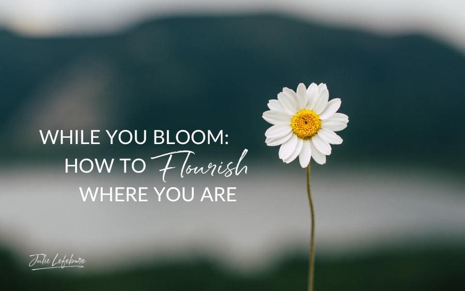 While You Bloom: How to Flourish Where You Are | single daisy flower against a dark background
